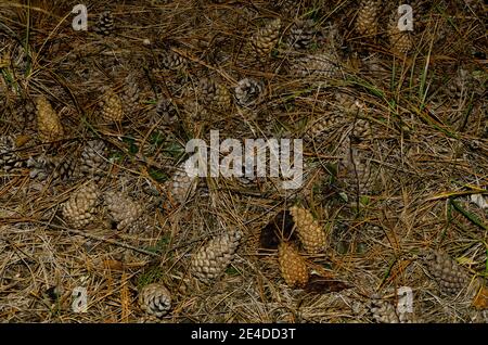 many pine cones and needles lie on the ground in forest Stock Photo