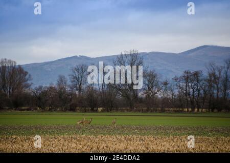 three deer standing on the field in the nature Stock Photo