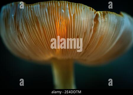 Detail photo of cream / white colored slats on the underside of fungi with translucent sunlight Stock Photo