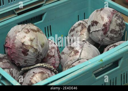 Red or purple cabbage heads in green plastic box displayed at food market Stock Photo
