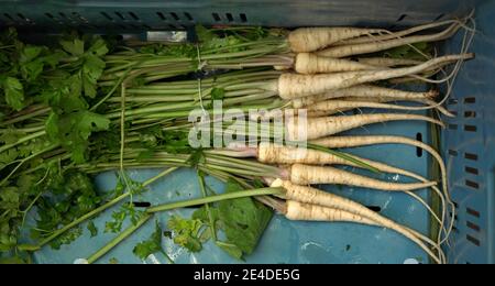 Parsley or parsnip roots with green leaves in blue plastic container displayed on food market, view from above Stock Photo