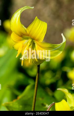 Erythronium 'Pagoda' a spring bulbous flowering plant with a yellow springtime flower commonly known as  dog's tooth violet, stock photo image Stock Photo