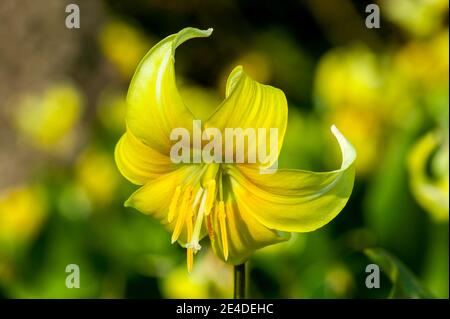 Erythronium 'Pagoda' a spring bulbous flowering plant with a yellow springtime flower commonly known as  dog's tooth violet, stock photo image Stock Photo