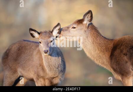 Close up of a Red deer hind grooming her calf, UK. Stock Photo