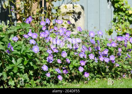 Mass flowers of the Blue Geranium also known as the Blue Cranesbill Stock Photo