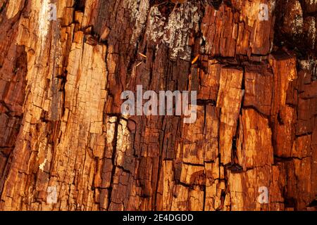Old tree bark texture in decay. Natural wood pattern Stock Photo