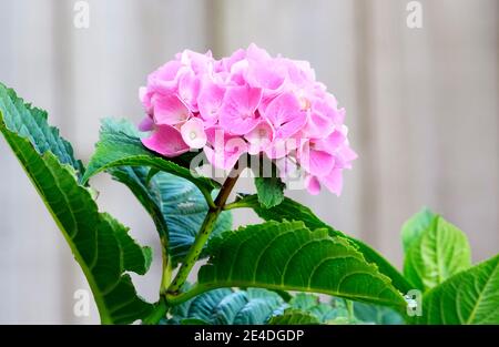 Pink Hydrangea flower against a pale green wooden garden fence Stock Photo