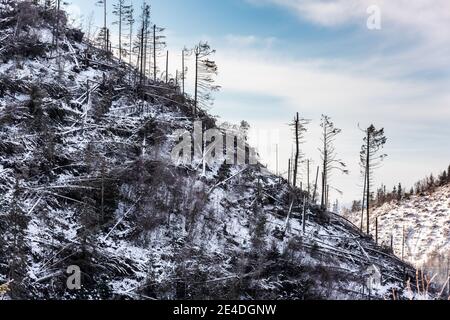 Winter pine tree forest destroyed, affected by a powerful snowstorm. Natural disaster. Stock Photo