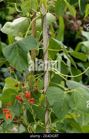 Garden crop of runner bean (Phaseolus coccineus)  plants in flower and supported by bamboo canes around which it is climbing, July Stock Photo