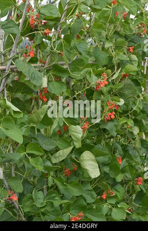 Garden crop of runner bean (Phaseolus coccineus)  plants in flower and supported by bamboo canes around which it is climbing, July Stock Photo