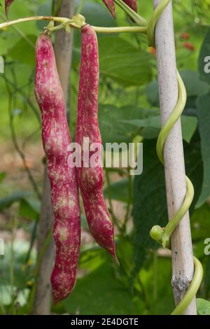 Mature borlotti or cranberry bean pods (Phaseolus vulgaris) growing on vines supported by bamboo canes in a vegetable patch, Berkshire, August Stock Photo
