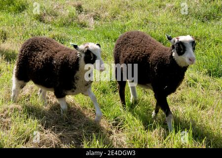 Two pet Shetland wether 3 month old lambs, black with with black eye "patches" on white heads, Berkshire, July Stock Photo