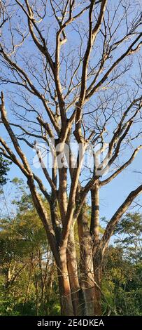 Jatoba Tree, Hymenaea courbaril,  detail green, São Paulo, Brazil Stock Photo