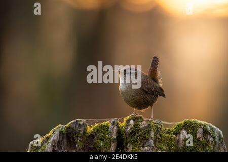 Little eurasian wren sitting on tree stump in spring sunset Stock Photo