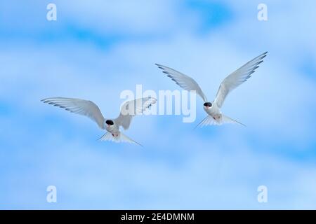 Arctic Tern in flight, Sterna paradisaea, white bird with black cap, blue sky with white clouds in background, Svalbard, Norway. Wildlife scene from n Stock Photo
