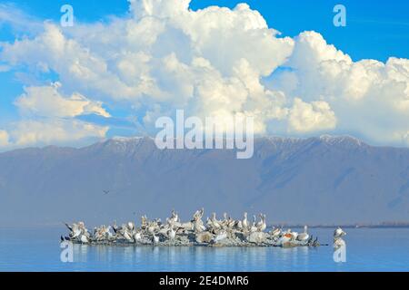 Dalmatian pelican island with fog, Pelecanus crispus, landing in Lake Kerkini, Greece. Pelican with open wings. Wildlife scene from European nature. B Stock Photo