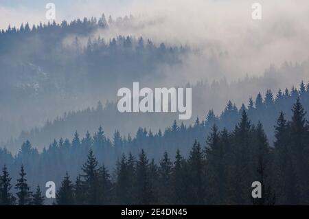 Misty forest landscape with black and blue silhouettes of coniferous trees on a mountainside in Beskydy mountains in Czech Republic, Europe Stock Photo