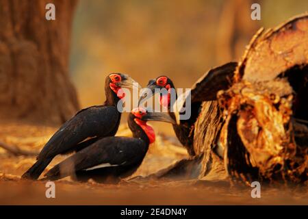 Elephant carcass with hornbills, bird behavior. Southern ground-hornbill, Bucorvus leadbeateri, largest hornbill in world. Black bird with red face wa Stock Photo