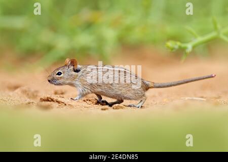 Four-striped grass mouse, Rhabdomys pumilio, beautiful rat in the habitat. Mouse in the sand with green vegetation, funny image from nature, Namib des Stock Photo