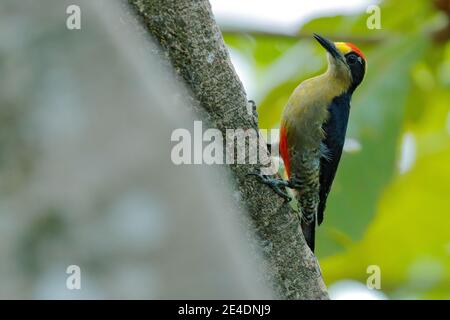 Golden-naped woodpecker, Melanerpes chrysauchen, sitting on tree trink with nesting hole, black and red bird in nature habitat, Corcovado, Costa Rica. Stock Photo