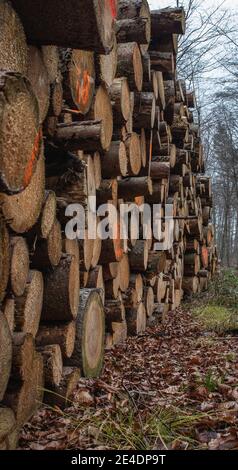 Logs stacked along a path in forest Stock Photo