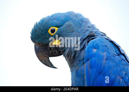 Lear's Macaw, Anodorhynchus leari, Indigo blue macaw, detail portrait in nature. Rare endemic big blue bird with orange black eye and bill, forest in Stock Photo