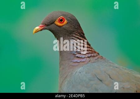 Beautiful detail close-up portrait of birds with yellow red eyes. Scaly-naped Pigeon, Patagioenas squamosa, wood pigeon, Sulawesi, Indonesia. Rare bir Stock Photo