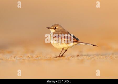 Cape Wagtail, Motacilla capensis, on the sand beach. Bird in the evening light, Walvis Bay, Namibia in Africa. Wildlife scene from nature. Stock Photo