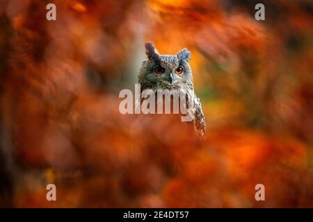 Autumn orange wildlife, detail portrait of owl in the forest. Eurasian Eagle Owl, Bubo Bubo, sitting tree trunk, wildlife fall photo in the wood with Stock Photo