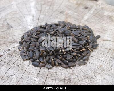 Sunflower seeds suitable for bird feeders for British birds Stock Photo