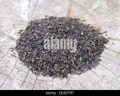 Niger seeds suitable for bird feeders for British birds Stock Photo