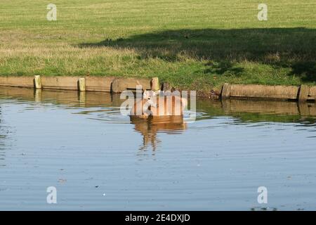 Young red deer stags (cervus elaphus): Cooling off on a hot dry day by taking a bath or having a swim, Bedfordshire deer park, England, UK Stock Photo