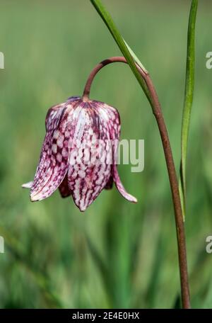 Flower of Snake head fritillary, (Fritillaria meleagris), Lily family (Liliaceae), Les Brenets, Jura, Switzerland Stock Photo