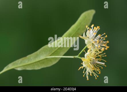 Flowers of a linden tree (Tilia spec.), Switzerland Stock Photo