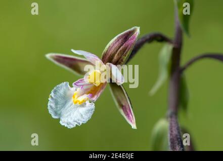 Marsh helleborine (Epipactis palustris), a terrestrial orchid (Orchisacea), Chancy, Geneva, Switzerland Stock Photo