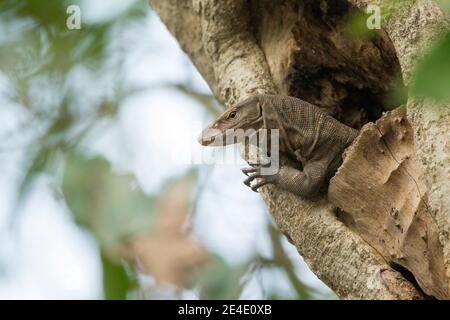 Bengal monitor (Varanus bengalensis) or common Indian monitor Stock Photo