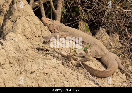 Bengal monitor (Varanus bengalensis) or common Indian monitor basking on mud bank Stock Photo