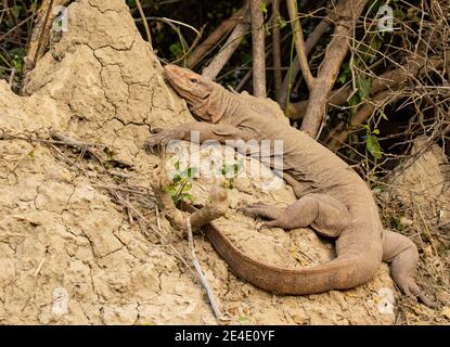 Bengal monitor (Varanus bengalensis) or common Indian monitor basking on mud bank Stock Photo