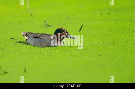 Common Teal (Anas crecca), Eurasian Teal Stock Photo