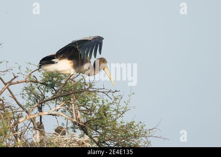 Painted Stork (Mycteria leucpcephala) juvenile preparing to take off from a tree Stock Photo