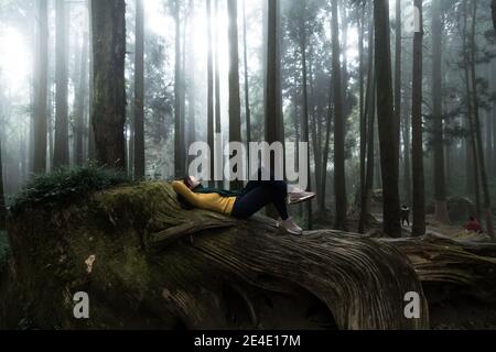 Portrait of beautiful women posing under the Formosan Cypress at Alishan National Park Taiwan. Stock Photo