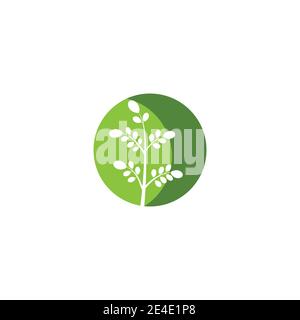 Moringa leaf Logo Template vector symbol nature Stock Vector