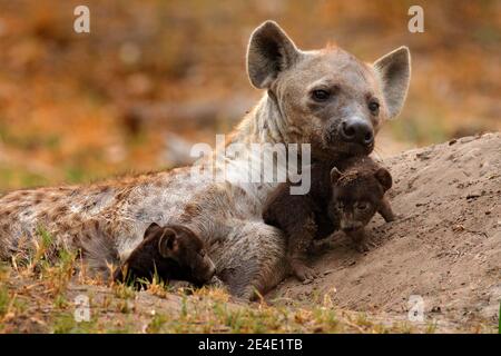 Young hyena pup, evening sunset light. Hyena, detail portrait. Spotted hyena, Crocuta crocuta, angry animal near the water hole, beautiful evening sun Stock Photo