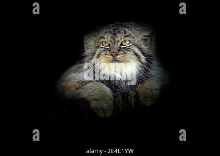 Manul in the dark habitat, cat form Asia. Pallas's cat or Manul, Otocolobus manul, cute wild cat from Mongolia. Wildlife scene from the nature. Animal Stock Photo