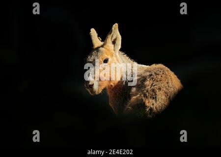 Cute animal with backlight. Kangaroo in dark forest, Australia, sunny day. Stock Photo
