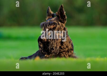 Cute portrait of black Scottish Terrier Dog. Evening light with terrier in green grass. Sunset in the garden. Black dog in the nature habitat. Stock Photo