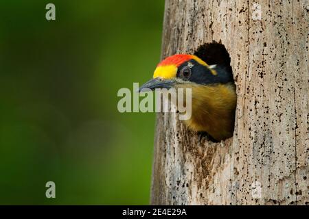 Bird in the tree nest hole, detail portrait. Golden-naped woodpecker, Melanerpes chrysauchen, sitting on tree trink with nesting hole, black and red b Stock Photo