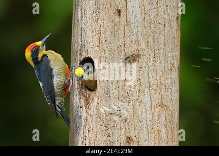 Golden-naped woodpecker, Melanerpes chrysauchen, sitting on tree trink with nesting hole, black and red bird in nature habitat, Corcovado, Costa Rica. Stock Photo