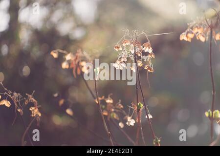 Dry hydrangea flowers on a blurred brown background. Stock Photo