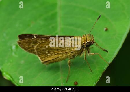 Brown skipper rest on green leaf Stock Photo